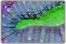 Green Center Lobo Brain Coral